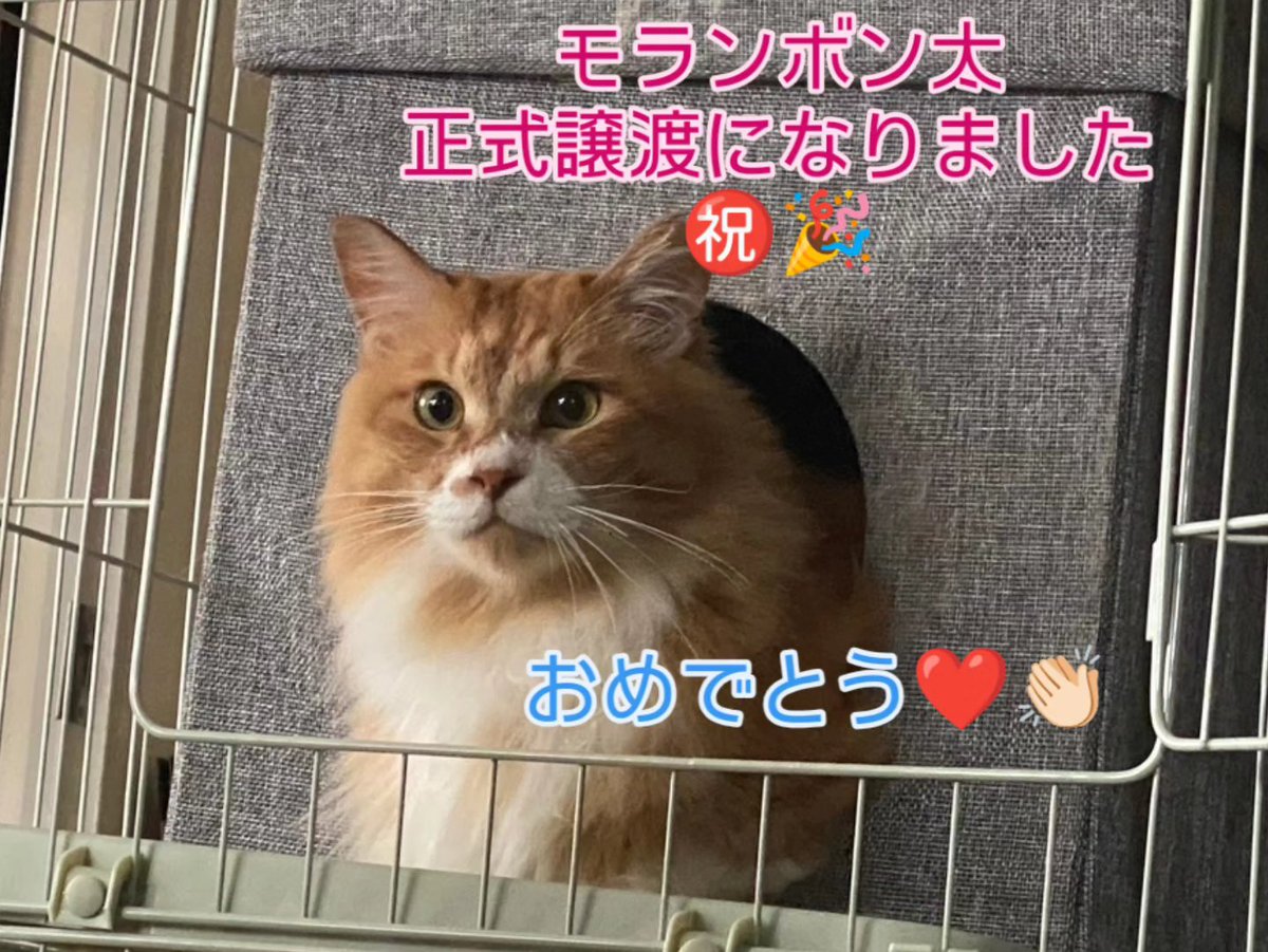 somasomaneko's tweet photo. トライアルに出ていた
モランボン太が正式譲渡になりました👏🏻👏🏻

1年近く一緒にいたから寂しいけど
ボン太が幸せなのが一番🥹

ボン太おめでとう㊗️🎉
これからは先住ちゃん達と仲良く
飼い���さんにたくさん可愛がってもらって幸せに!

🌸🌸🌸卒業おめでとう🌸🌸🌸 https://t.co/QOJKIuqG9a
