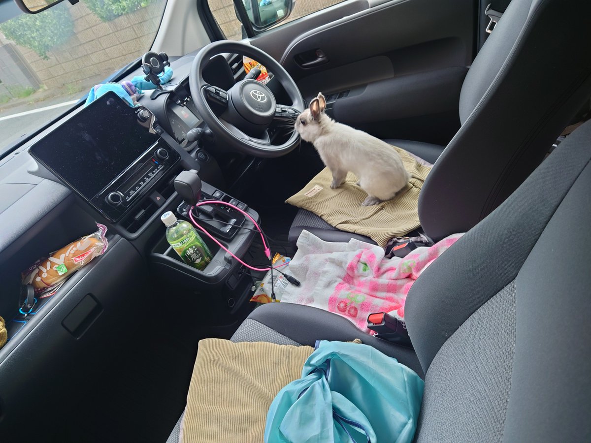 701vitz's tweet photo. うさぎの運転手 https://t.co/YhV8C1ajNz