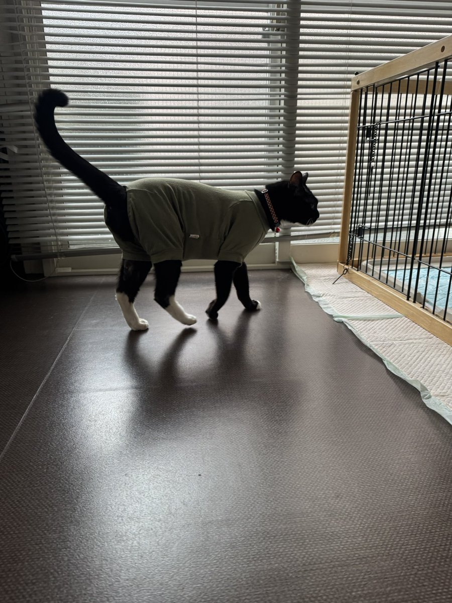 goofyumi's tweet photo. 今朝はスタッフがおトイレ掃除とカリカリはやってくれてた
途中で向かってきたからオヤツで誘って入ってもらったとな💦
見にいったらゲロ吐いてた
毛を食べすぎなんだよ
気に入った毛玉ケアを舐めてお着替えしてまたお留守番ね https://t.co/j2FY2iXB0w