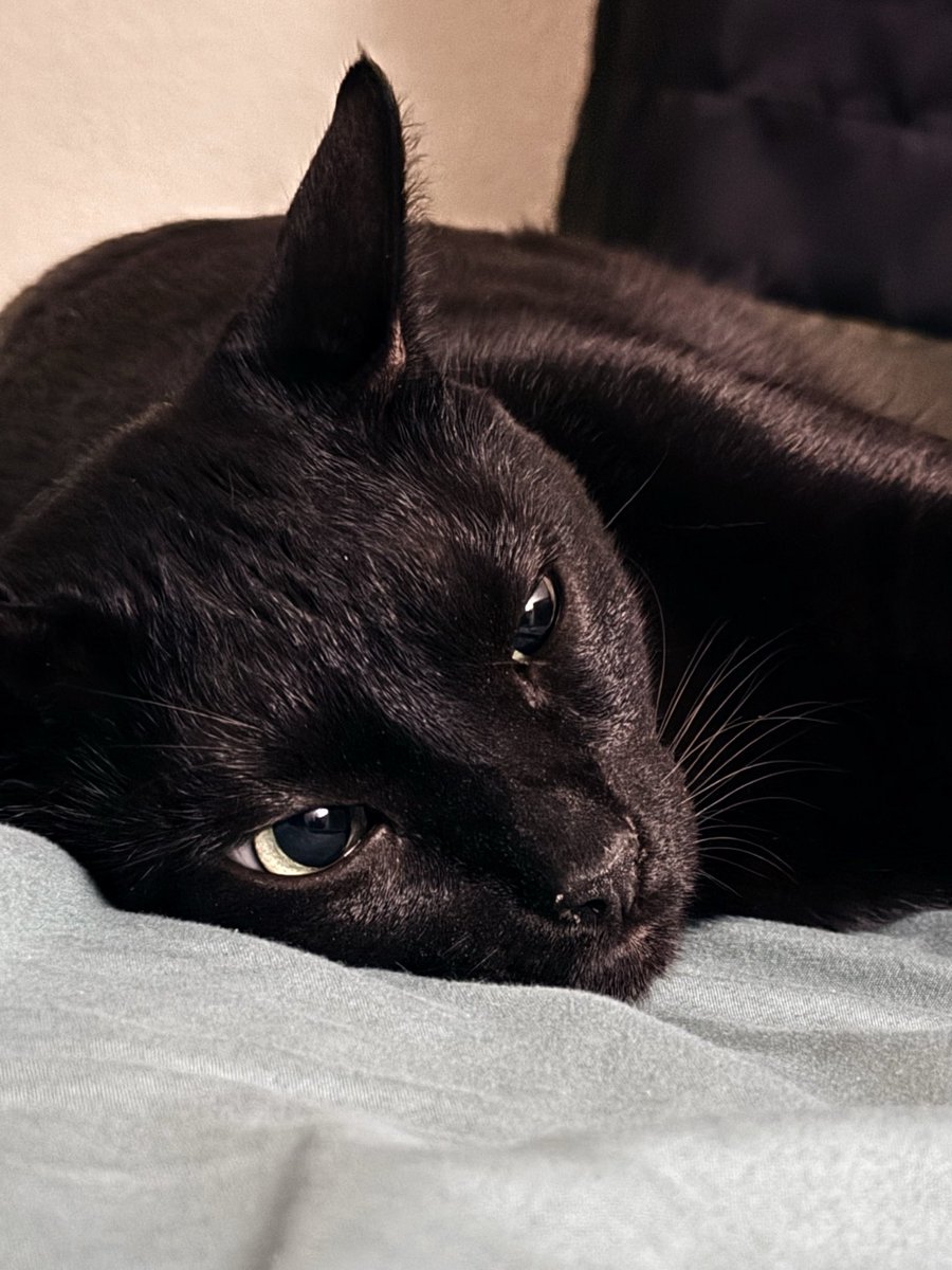 CampyPaws's tweet photo. 🖤 My little bat from the shadows 🖤 https://t.co/p6781jFM8I