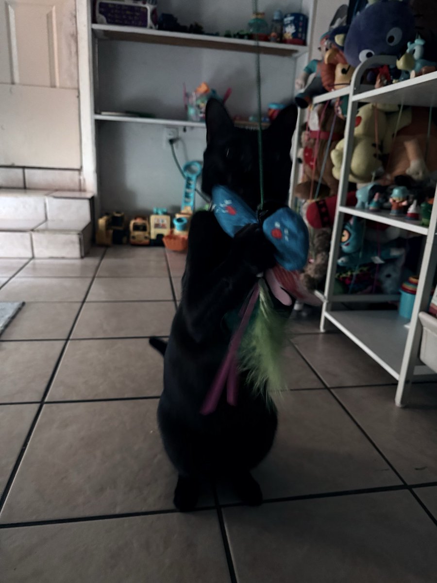 CampyPaws's tweet photo. 🖤 My little bat from the shadows 🖤 https://t.co/p6781jFM8I