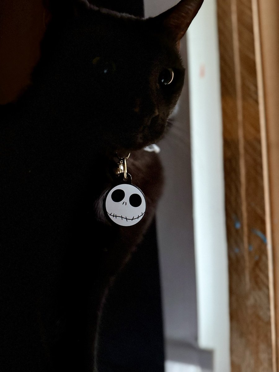 CampyPaws's tweet photo. 🖤 My little bat from the shadows 🖤 https://t.co/p6781jFM8I