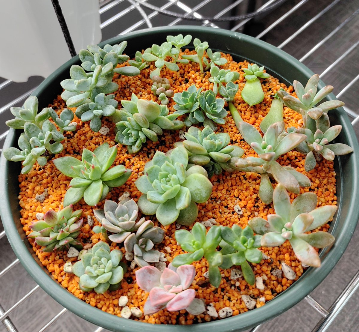 多肉植物