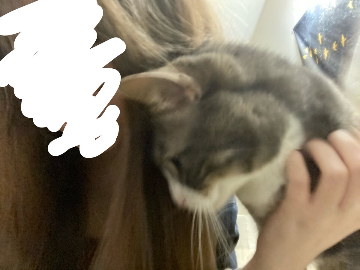 noelle݁ ˖Ი𐑼ֶָ֢ stronghat vp tweet media