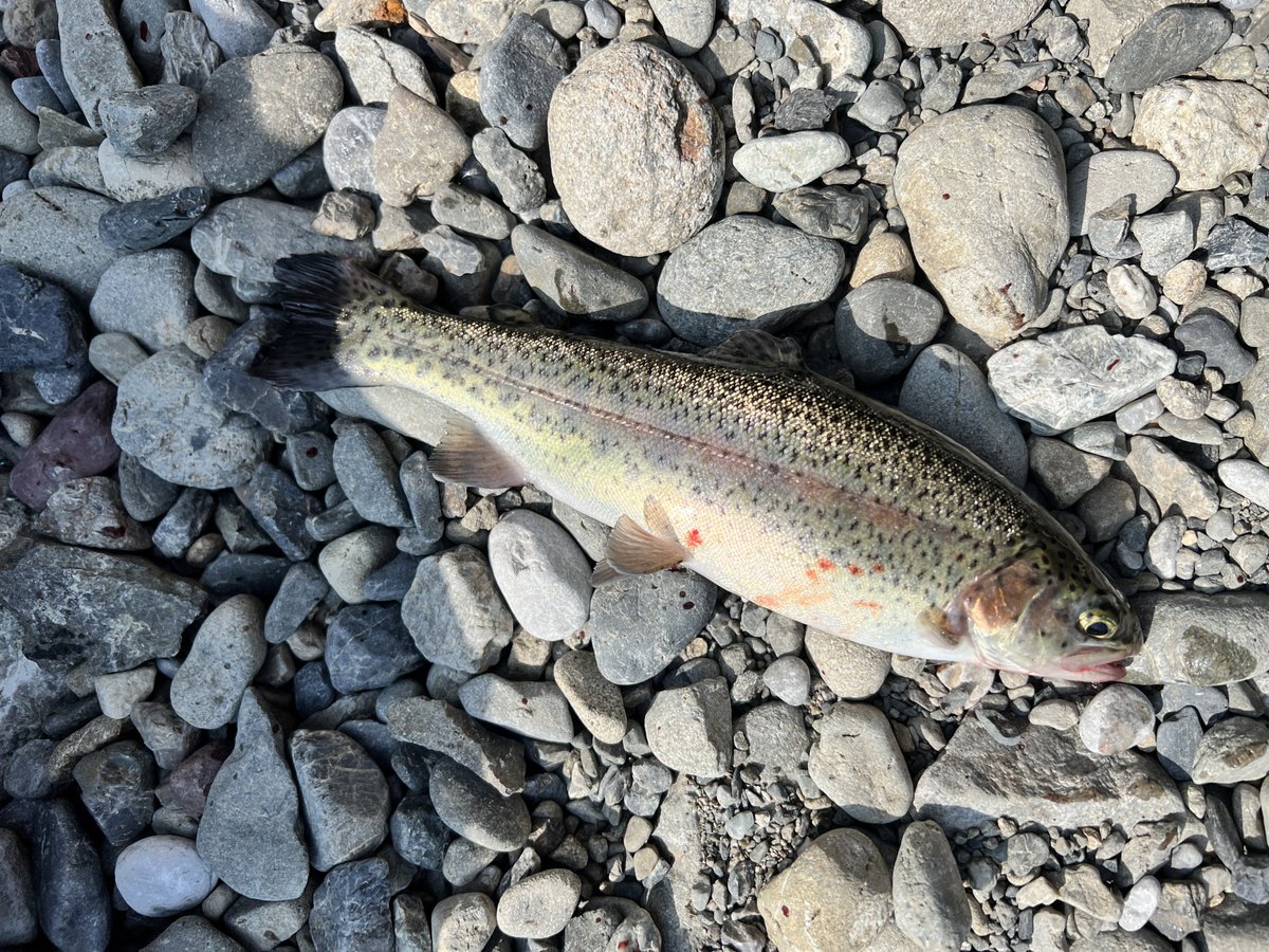 ogu1930's tweet photo. 久々に釣りに出かけました🙌

帰って塩焼きに🐟

定期的に自然に触れ合うことは
大切ですね☀️
シミジミ

byブルー
#ニジマス https://t.co/wQTlXmjdzi