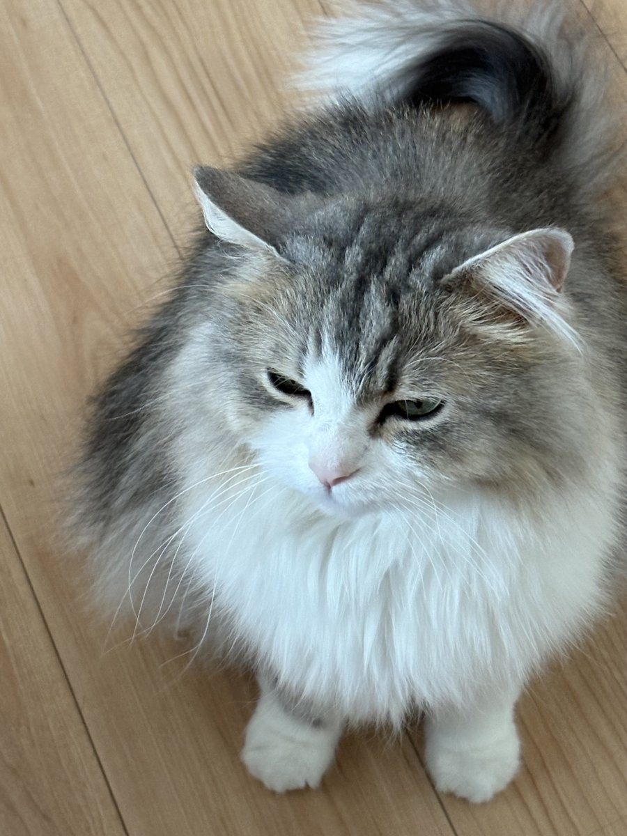 _fuyu_kun_'s tweet photo. これは撫でを所望するねこさんです https://t.co/9Lxqf914Wa