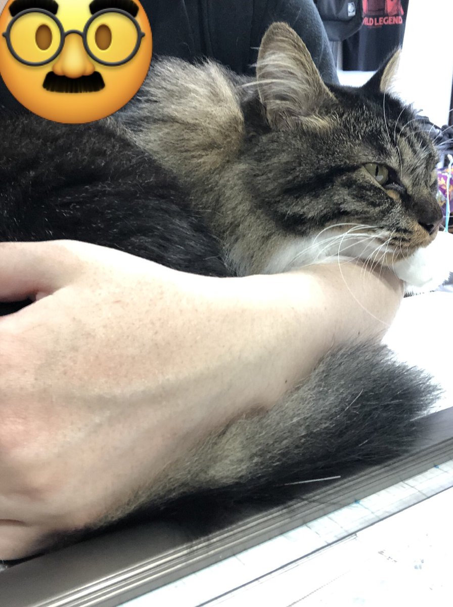 ushimaru530's tweet photo. 製図版の上で一緒に解説動画視聴。
勉強熱心な子やで🐱

#猫
#一級建築士
#製図 https://t.co/BHfp7Lw42B