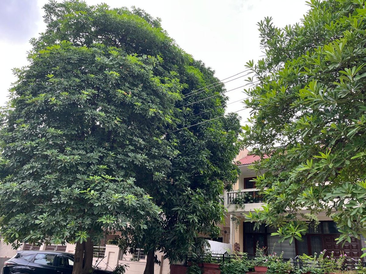 rtn_sandeep's tweet photo. @mduhbvn @uhbvnpkl
#safety in residential areas 

Ye picture 708, 709 Sec 23 Gurgaon ki hai
Trees electric wire mei hai
Safety concern

Pls get the trees trim . https://t.co/P7EPzAfooZ