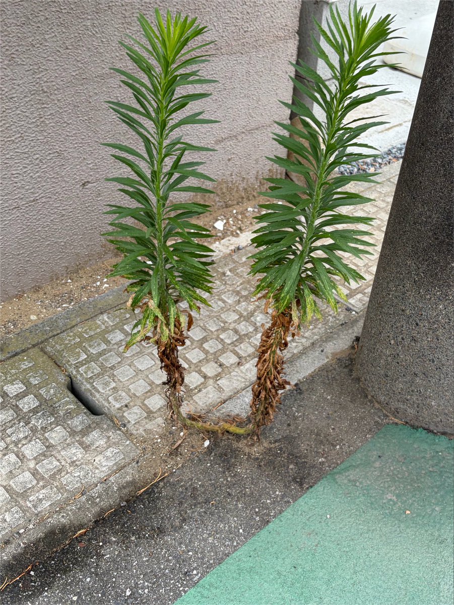shichi7na's tweet photo. なんと、Uの字になった植物を見つけた https://t.co/1Nxn9qudXp