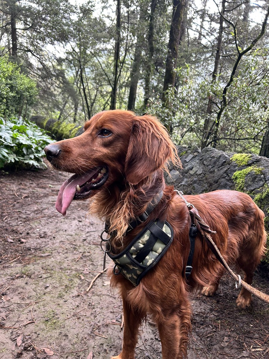 _sopitadefideos's tweet photo. hace muchísimos domingos llevamos a mi hijastro Otoño (Otto) al Desierto de los Leones, y por ahí nos topamos con un señor que de niño tuvo un perrito igualito - nos sugirió que lo soltáramos donde no hubiera nadie pa que corriera a gusto

esto lo tomé ese día 🥹
@GaboDaniels ♥️ https://t.co/nwRhAlZ13s