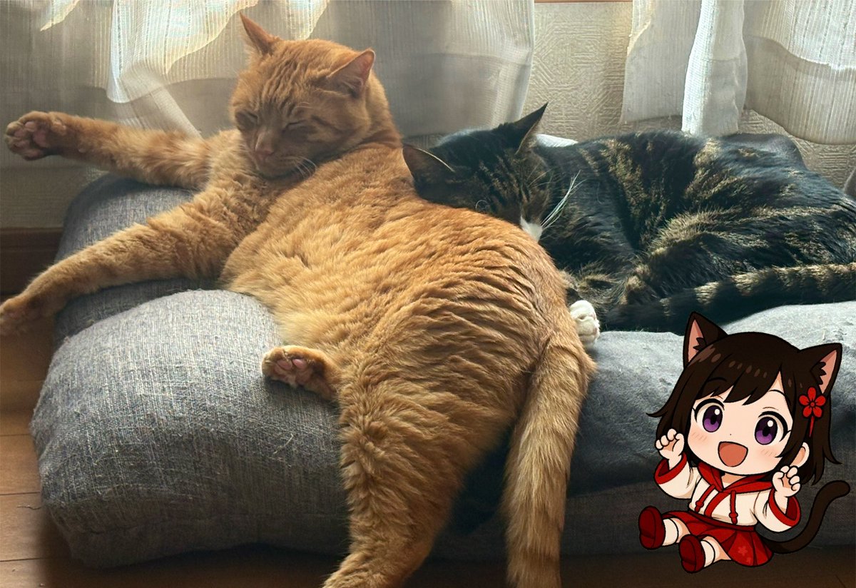 az_uki_game's tweet photo. こんにちは🐱🍡
１週間始まりました！
今日は涼しい1日になりそうです😌
8月もマイペースに過ごしていくぞ♪

今日は19時から配信です☆
なんだか寝ても寝ても眠いけど、お仕事の準備して行ってきます！∠(　˙-˙ )／✨️ https://t.co/S1CQeGxJfV