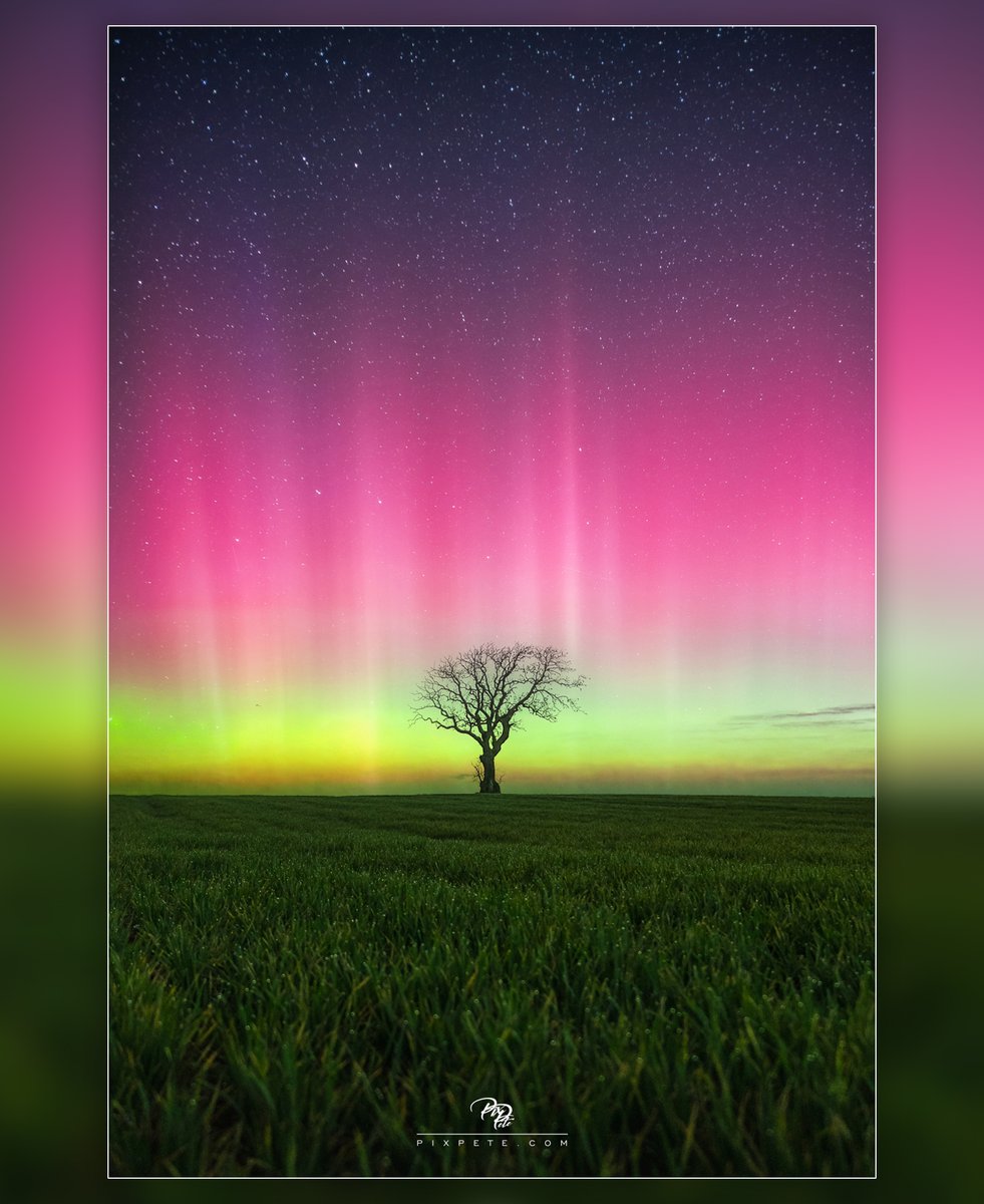 PixPetePhoto's tweet photo. Aurora Borealis, also known as the Northern Lights, over a lone tree in Northumberland, UK. https://t.co/AOx4LoFbMP