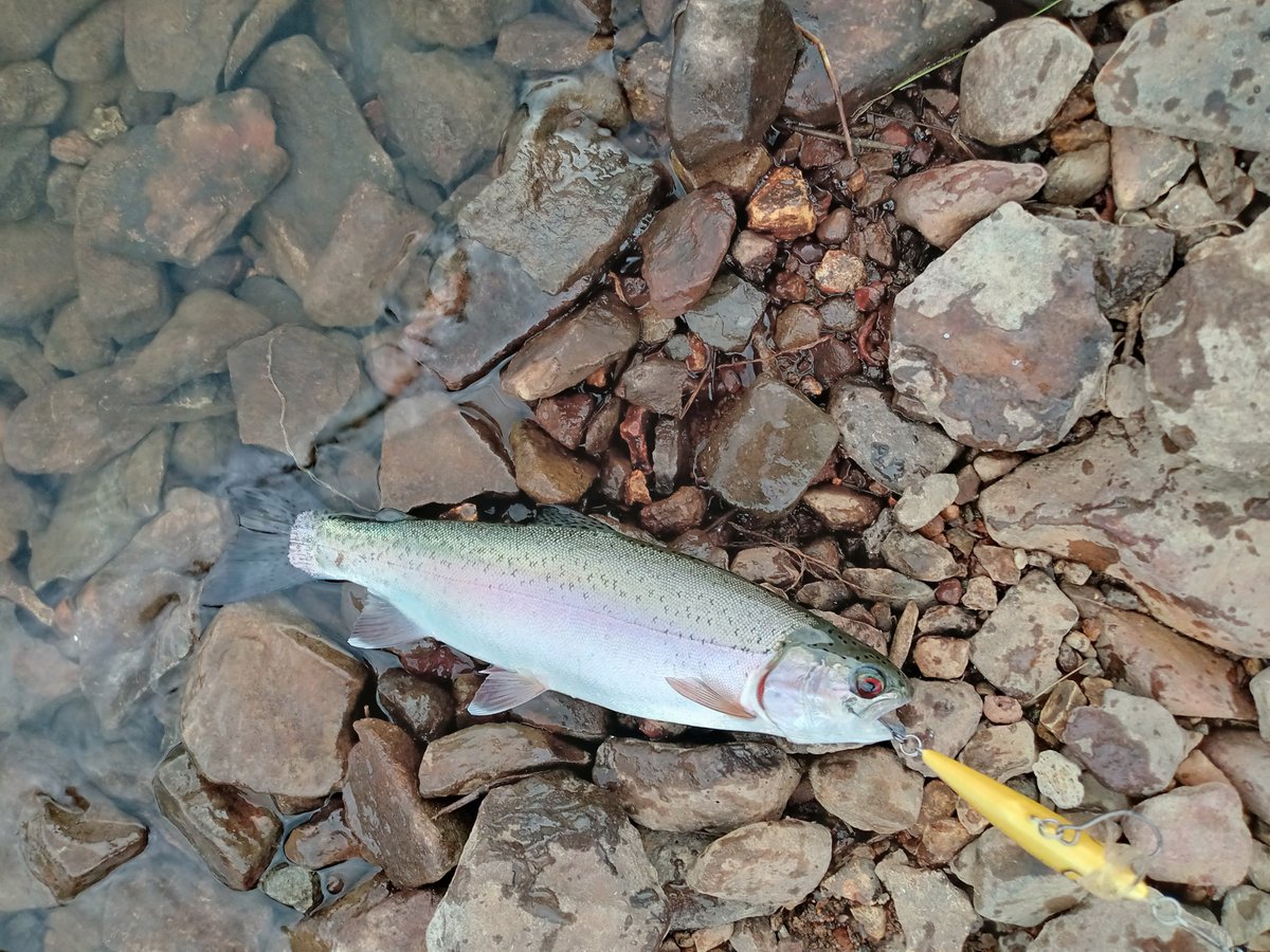 akki_fishing's tweet photo. 昨日ば昼からホームレイクへ🚗💨
トンデンJrのグリーンバックシルバー10gがかなり調子良くて30cm〜35cmのニジマス3匹と33cmのアメマス１匹釣れました🐟️
後大型狙いでラパラCD7を使って底をゆっくり引いて狙うも25cm前後のニジマス2匹でした😅
#トンデンJr
#ラパラCD7
#ニジマス
#アメマス https://t.co/8JnxUk7eXj