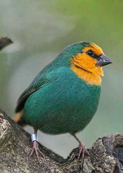 birdslover512's tweet photo. Beauty speaks without words. 💚 https://t.co/o4xY8xoNBu