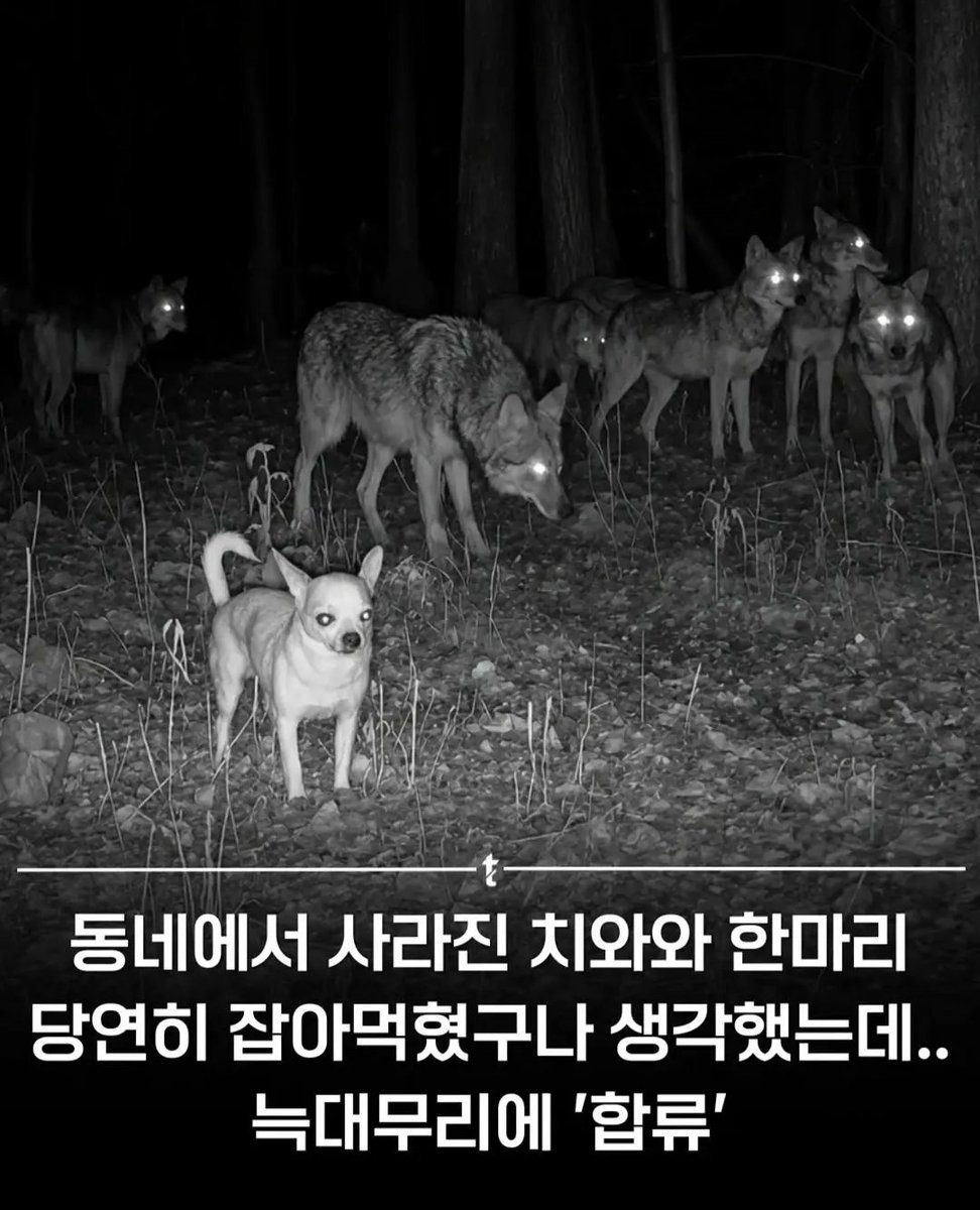apfhd1_x's tweet photo. 치와와는 참지않긔 https://t.co/GXynlbB7Zh