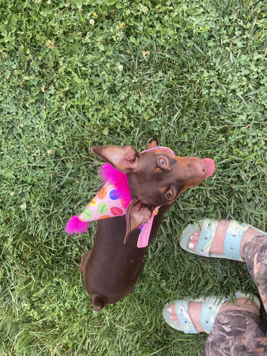 Scamp529's tweet photo. Everyone wish Lou a happy 1st birthday or else 🥳 https://t.co/zPePiZSxet