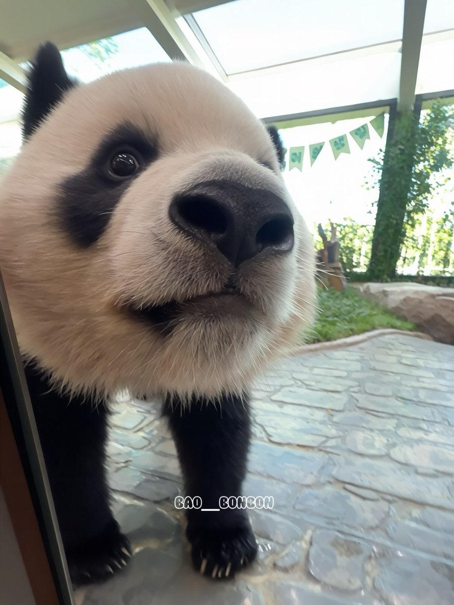 SO_XODO's tweet photo. 우리집 가나디 루랑둥이🩷 https://t.co/u4T5fkrkh2