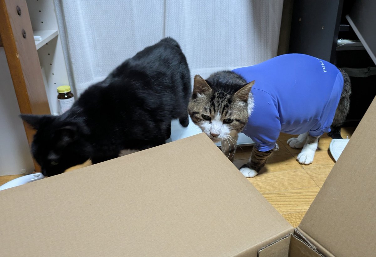 absn222's tweet photo. 段ボールの角にスリスリ https://t.co/DFS6EhDrM1