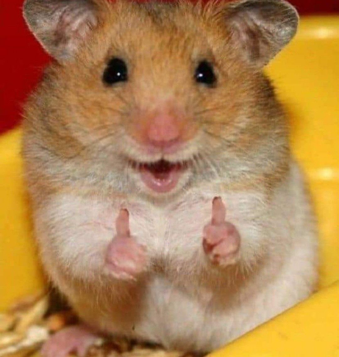 crycheese_kr's tweet photo. @justjabdam https://t.co/Cgru8wd0OP