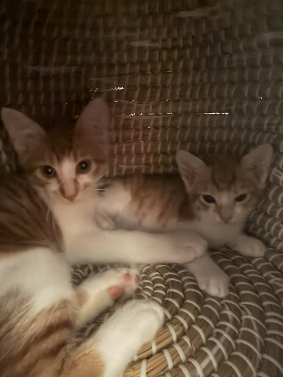 papiko_0630's tweet photo. 👈生後3ヶ月の子猫 （6月保護）
👉生後2ヶ月半の子猫（5日前保護）

こんなに仲良くなっちゃってもう😍 https://t.co/BN7iMibAxT