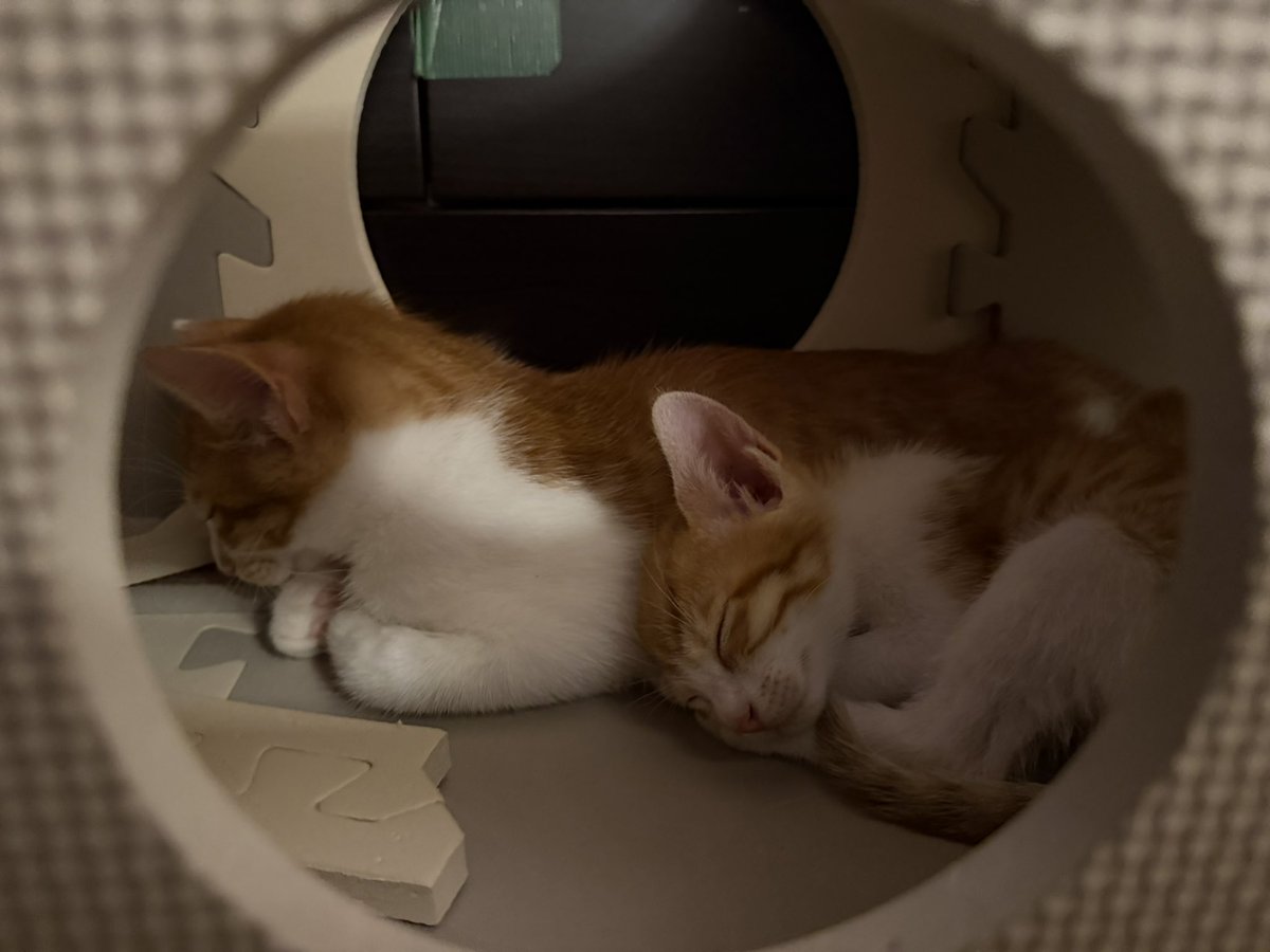 papiko_0630's tweet photo. 👈生後3ヶ月の子猫 （6月保護）
👉生後2ヶ月半の子猫（5日前保護）

こんなに仲良くなっちゃってもう😍 https://t.co/BN7iMibAxT