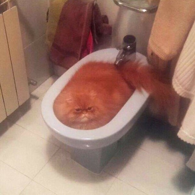 PunchingCat's tweet photo. https://t.co/eLZzYG08cN