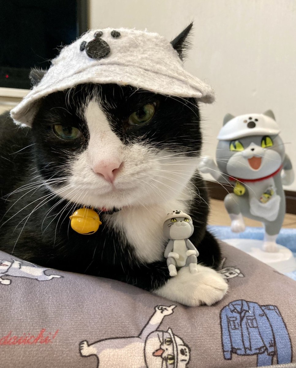 お月見猫さん11/25③ 月曜日】 温度差を感じている猫