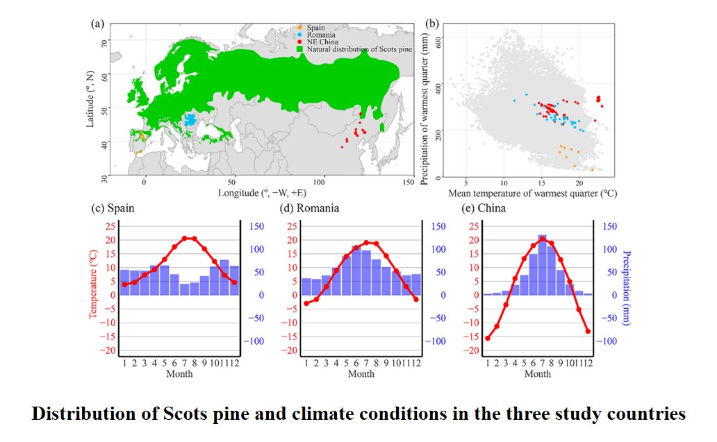 Forestecosyst's tweet photo. Scots #pine, planted across Eurasia, faces contrasting #climate threats. In Spain, drought limits 69.3% of growth, while #temperature matters more in Romania and Northeast China. Understanding these regional differences helps predict which plantations will survive #global #warming.👍
@Forestecosyst
https://t.co/4vc4JjdFLw