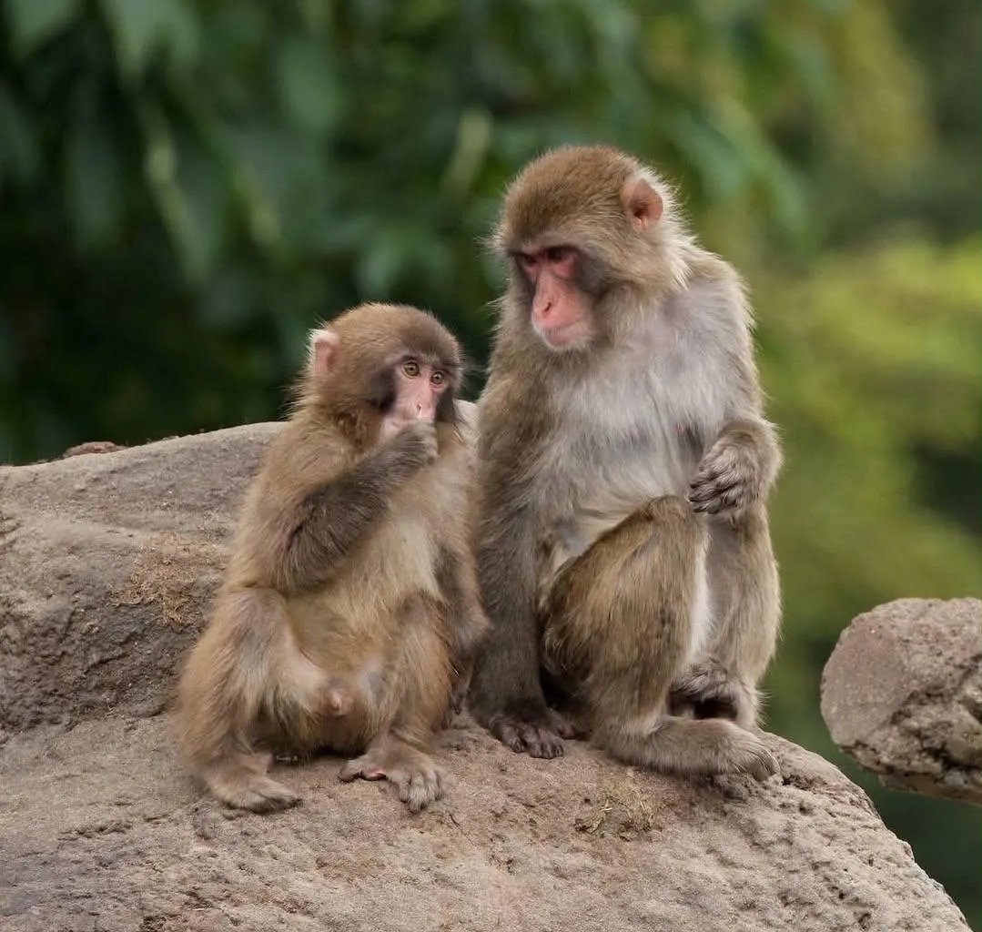 HolyMolySakura's tweet photo. The zoo updated that #Punch
has been fully accepted
by the troop members like family.
He is now treated the same
as the other monkeys in the troop.
He’s just living normally
and doing well.☽༓･*˚⁺‧͙🐒❤

He seems to have grown a bit taller,
and his fingers look longer too.
The zoo has not officially announced
the exact names of the tree branches
and leaves they give to Punch
and the other macaques.
In general, Japanese macaques in zoos
are often given safe browse such as:
Willow
Mulberry
Bamboo
Other approved local tree species
But for Ichikawa City Zoo specifically,
the exact tree names
are not publicly listed.
🐒❤🍉☽༓･*˚⁺‧͙╰┈➤🐒🍉❤
