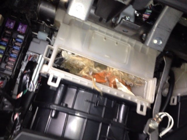 teammho's tweet photo. エアコンフィルター交換あるある

車両お預かり時

僕
「この時期ですし、エアコンフィルターも交換おすすめですよ！」

客
「そんなのいい。車検に通ればそれで十分。」

僕
「承知しました…。」

⸻

車検作業中

僕
「とはいえ、一応状態だけは確認しとくか。」

ガサゴソ…

僕
「……うわっ！！」

僕
「え、これフィルターじゃなくて森じゃん。」

枯れ葉、種、ホコリ、謎の綿…。

「ここだけで四季を感じられるレベルだぞ…。」

プルルル…

僕
「もしもし。エアコンフィルターなんですが、想像以上にすごい状態でして…。」

客
「だから交換しなくていいって。」

僕
「いや、交換というより救助案件です。」

客
「いいからそのままで。車検に通るとこだけやって。」

僕
「でも、このままだと小動物が住所変更してきそうなんですが…。」

客
「構わん。」

ガチャ。

僕
「……小動物からは了承取ってないけどな。」

パシャッ📸

「証拠だけ残しておこう。」

⸻

納車時

僕
「車検ありがとうございました！」

客
「おう。」

僕
「ちなみに、例のエアコンフィルターがこちらです。」

（写真を見せる）

客
「うわっ！！何じゃこりゃ！！」

僕
「はい。」

客
「こんなの吸ってたの！？」

僕
「毎日元気よく。」

客
「すぐ交換して！」

僕
「……昨日そのセリフ聞きたかったです。」

整備士あるある。

『見えないものにはお金をかけたくない。でも見た瞬間、最優先になる。』