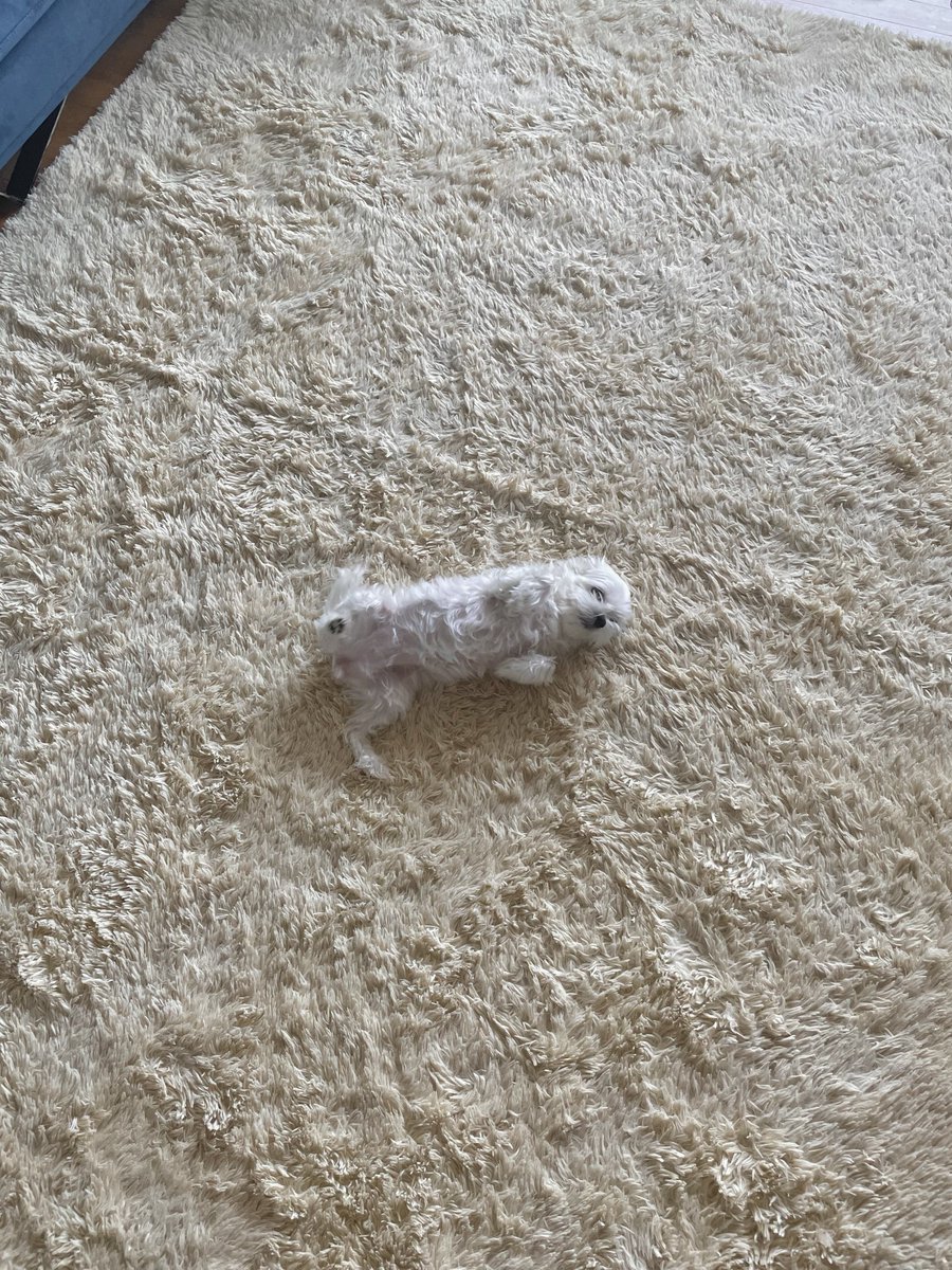 loveumypuppy6's tweet photo. 강아지 (쉬햇고, 숨엇음) https://t.co/OmqIs38jXv