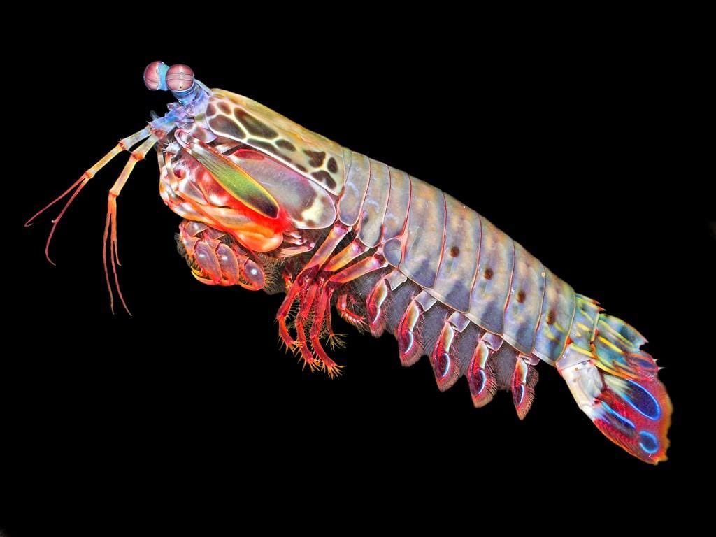 WordOfBisdom's tweet photo. Peacock Mantis Shrimp Colorful yet extremely powerful predator of the sea!

It lives in burrows among coral reefs and rocks in the warm waters of the Indian and Pacific Oceans. 

Its most distinctive features are its lightning-fast, powerful strikes and amazing eyes, which can distinguish more colors than humans.