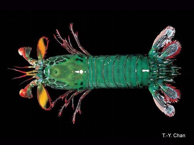 WordOfBisdom's tweet photo. Peacock Mantis Shrimp Colorful yet extremely powerful predator of the sea!

It lives in burrows among coral reefs and rocks in the warm waters of the Indian and Pacific Oceans. 

Its most distinctive features are its lightning-fast, powerful strikes and amazing eyes, which can distinguish more colors than humans.