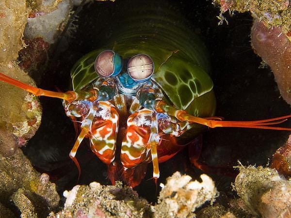 WordOfBisdom's tweet photo. Peacock Mantis Shrimp Colorful yet extremely powerful predator of the sea!

It lives in burrows among coral reefs and rocks in the warm waters of the Indian and Pacific Oceans. 

Its most distinctive features are its lightning-fast, powerful strikes and amazing eyes, which can distinguish more colors than humans.