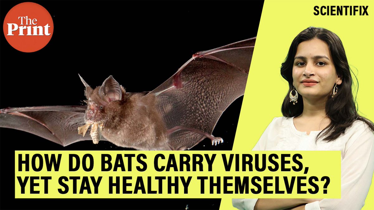 ThePrintIndia's tweet photo. Bats have a unique immune system, different from all other mammals, which lets them carry deadly viruses, yet stay healthy &amp; not contract the disease. 

Watch ThePrint #Scientifix with Akanksha Mishra @Akanksha_mish27 

https://t.co/WgoqoJ6UHe https://t.co/xEKImA5lRt