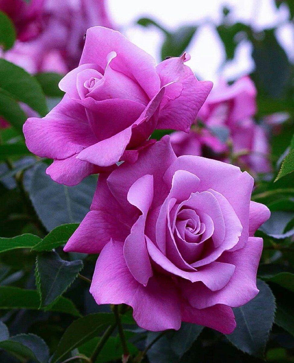 kshitiz97129954's tweet photo. Good morning freinds https://t.co/4NiQRmG6sa