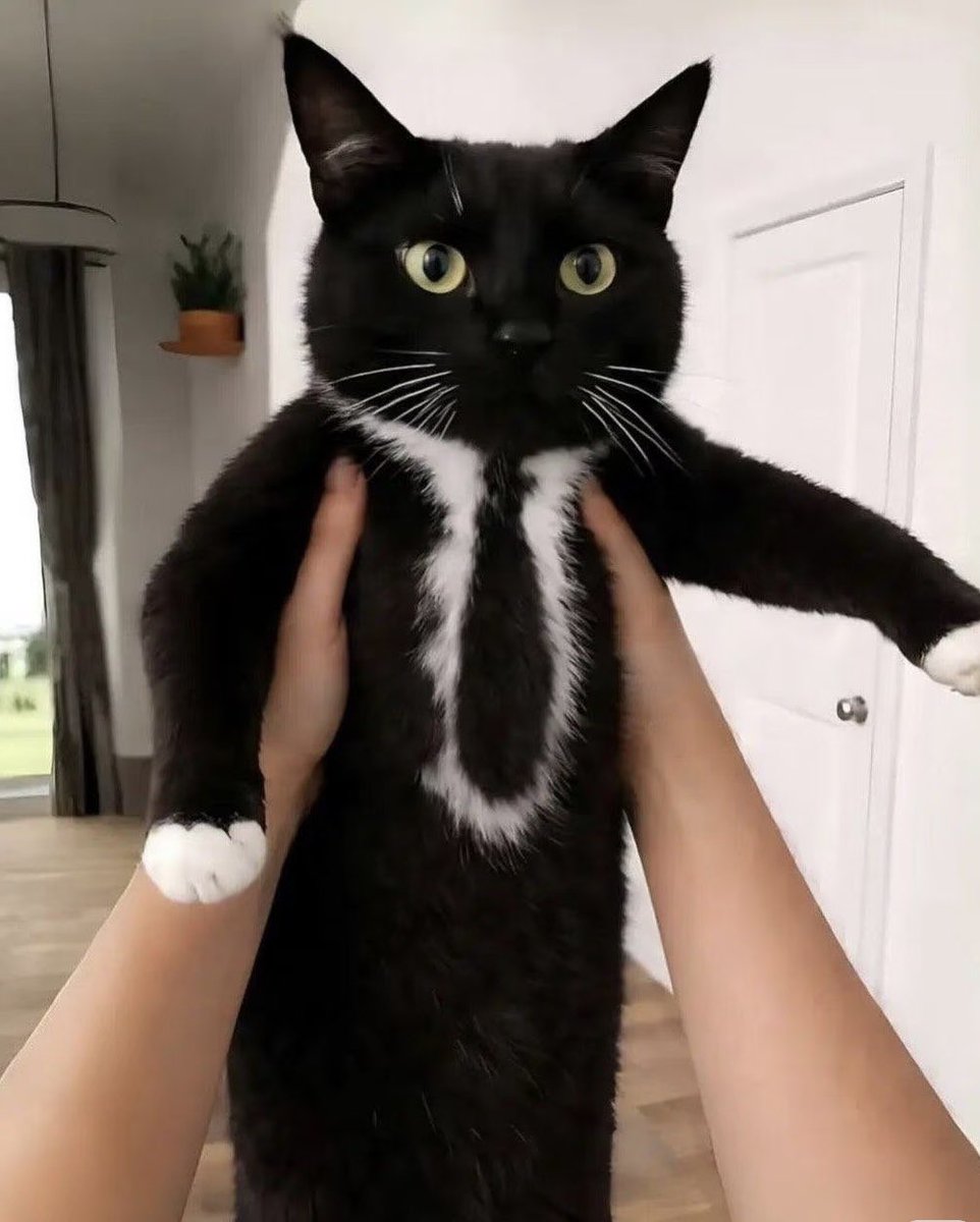 FerrisForges's tweet photo. Va a pasar un buen tiempo hasta que tenga interacciones constantes... tal vez nunca pase :D
Tiene cierto encanto, ser invisible en internet es algo que pensé era imposible
(La foto del gato no es mia, la verdad no me acuerdo el nombre de la cuenta Xd) https://t.co/DX105Q00uu