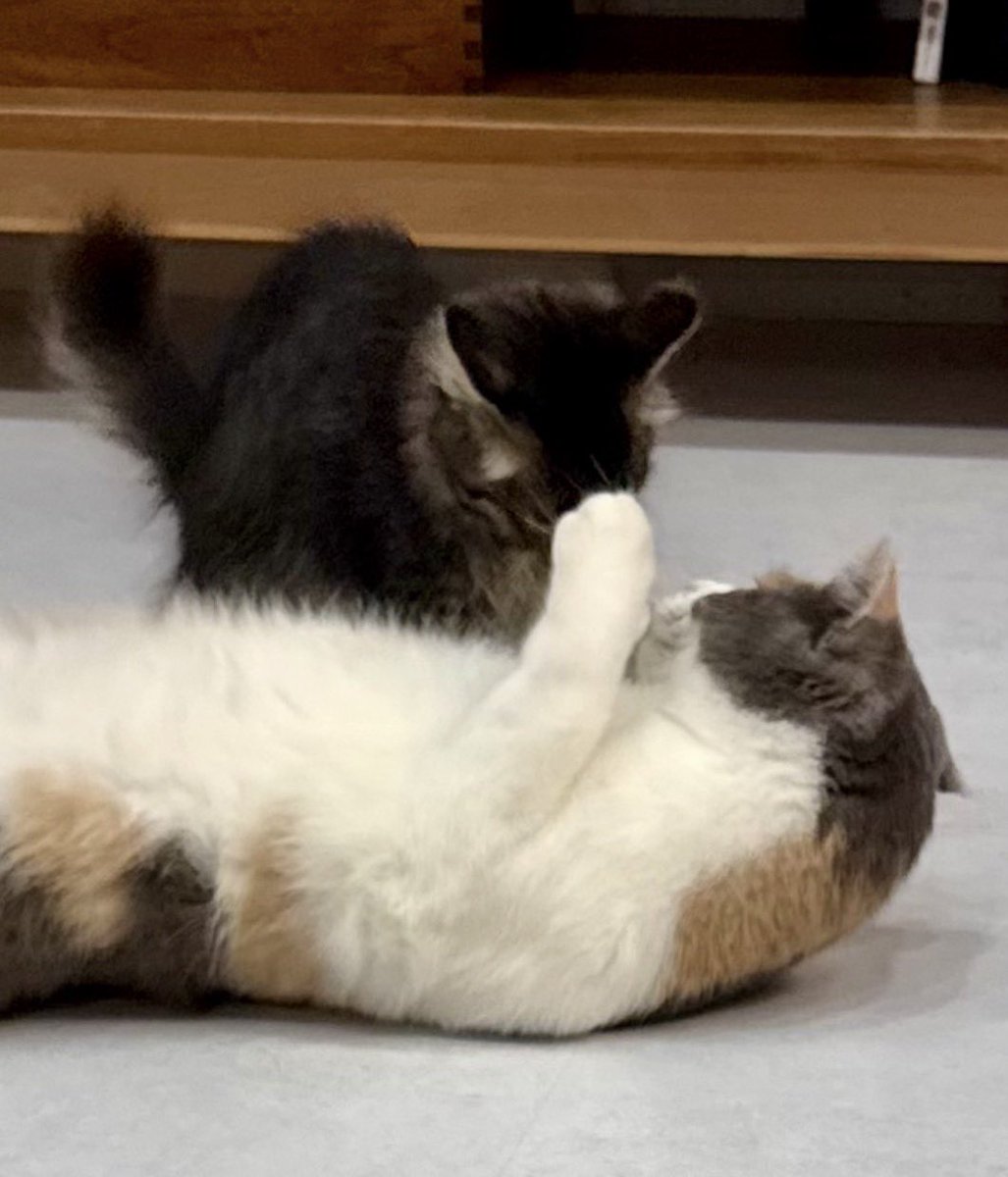 むぎは、少し時間がかかるかも？(笑) まめちゃんの時と同じように