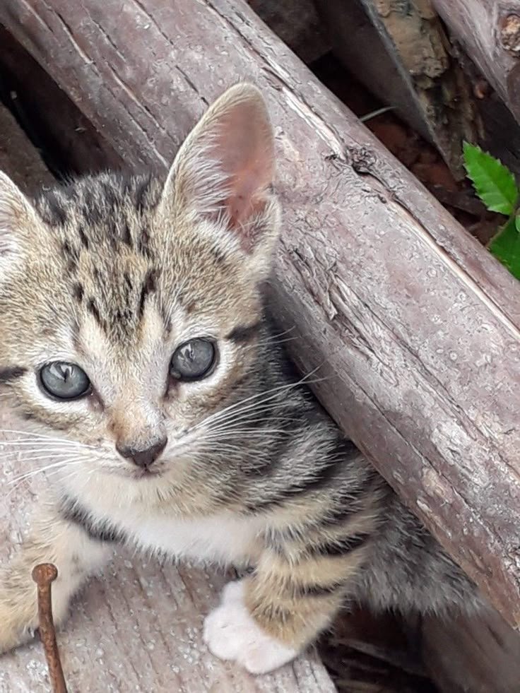 EidMiAmorTeAmo's tweet photo. cómo te ve pinterest y 4 mutis osiosi

⤷ (name) core-cat-album-drink

@aasshh010 @Ch70_ne  @skkbfss  @MiniiiBoo https://t.co/Trs9lMCgq8