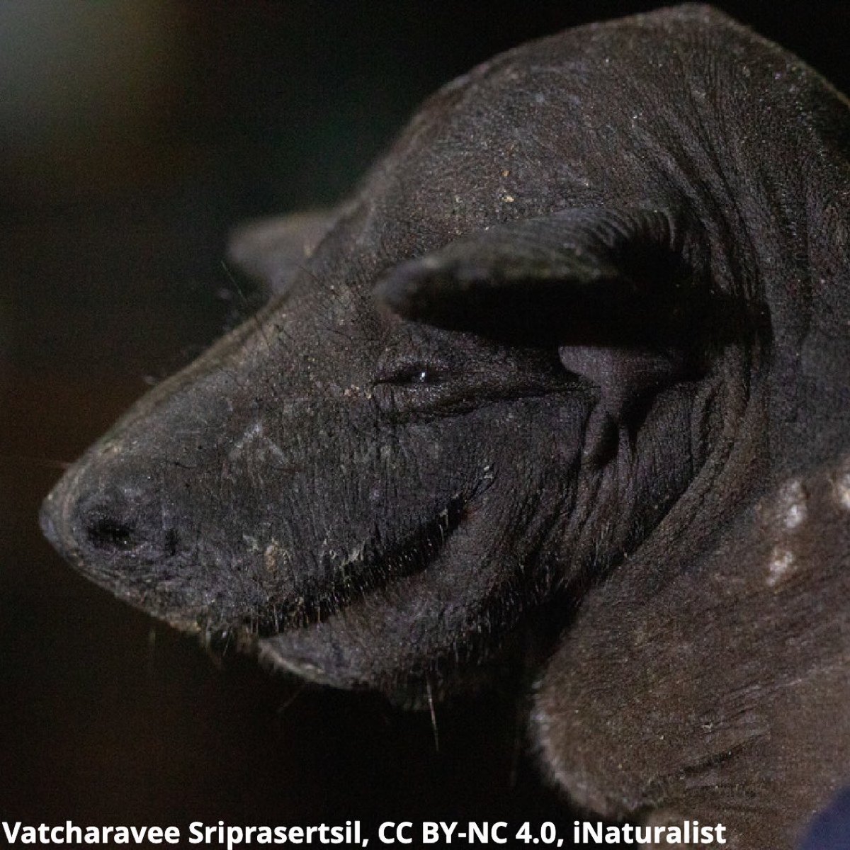 AMNH's tweet photo. Does this summer heat make you feel like a greater naked bat? Glands on this mostly hairless mammal's neck produce unpleasant-smelling secretions—the scent of which has been compared to “stale socks drenched in engine oil.” It can be found in colonies of ~20,000 individuals. https://t.co/hpyX3I4CVg