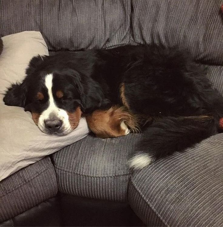 mittchniess's tweet photo. sleeping beauty https://t.co/f6T2REAd8w