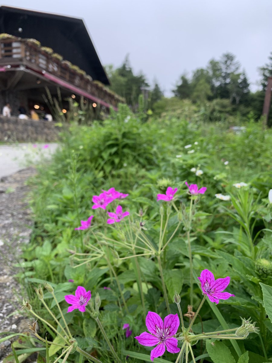 peachmouse2's tweet photo. 八ヶ岳　ふたたび…

只今、気温21℃ 
同じ信州でも別世界です🌲
小淵沢〜清里清泉寮〜山は小雨でした。

今回は音楽一人旅。充電します٩( ^_^ https://t.co/loF6El8XeR
