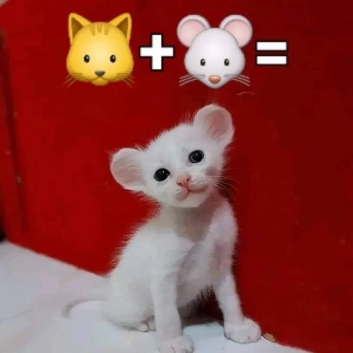 PunchingCat's tweet photo. https://t.co/wFi3bUPwLD