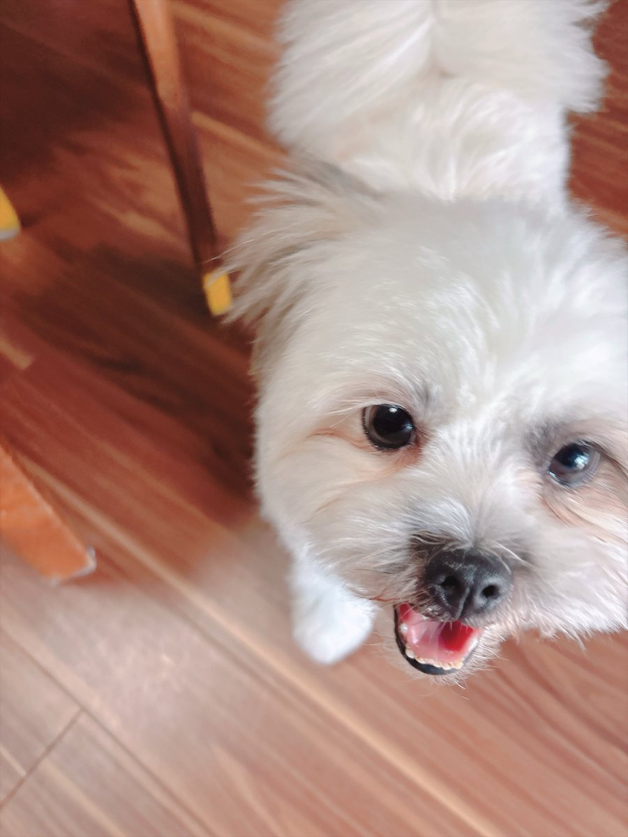 makino_aoi's tweet photo. お次はこの子の里親募集中！

ブリーダーがミックス犬をと交配したものの放棄に…6歳位の女の子

シーズーと何かのミックスで片耳が立っていて、若干歯が出ていますが穏やかで甘えん坊気質の可愛い子です。

我が家でお散歩など勉強中🐾
募集情報など追って📮します

 #里親募集   #保護犬 https://t.co/J9Lbdr8bpM