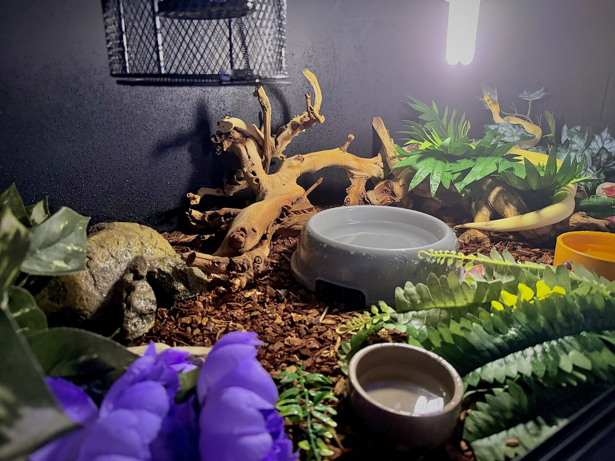 PoSnek's tweet photo. MTV Cribs would be lucky to feature these enclosures

🌴🪾🍃🍁🪴 https://t.co/bn1Kw98xUq
