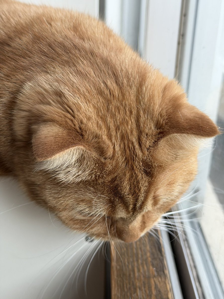 hiro_cat_mrym's tweet photo. 今朝のパトロールはピノ🐈‍⬛とキオ🐈でした！なぜか同じポーズでした😊途中でキオは眠くなって寝ちゃったけどね🤣 https://t.co/NVMJJK7KUF