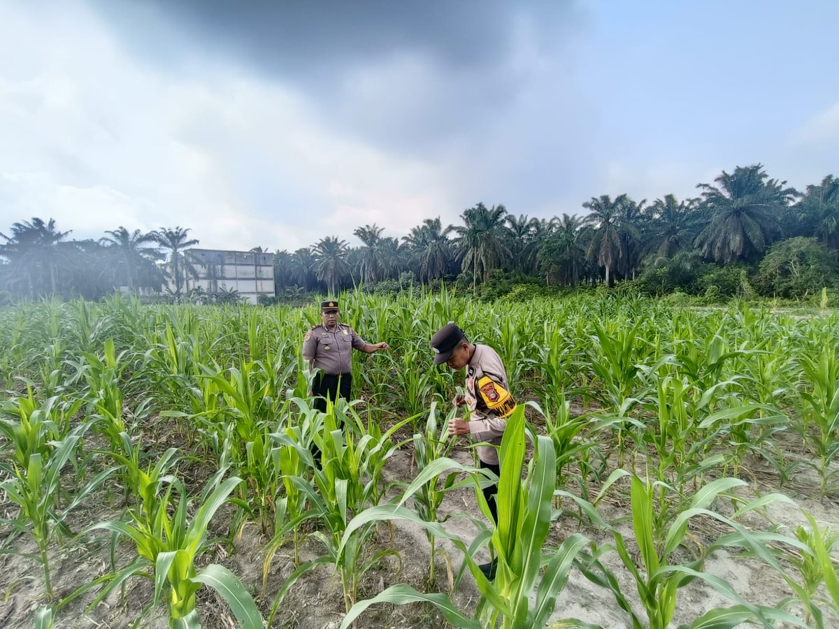 standbay21's tweet photo. Kapolsek bersama Bhabinkamtibmas Kampung RawangKao Aiptu Wandry Polsek Lubuk Dalam Polres Siak Polda Riau Cek kondisi tanaman jagung pipil wujud nyata mendukung Ketahanan Pangan Nasional #ketahananpangan #swasembadapangannasional #bidhumaspoldariau #greenpolicing #humaspolressiak https://t.co/HGugdYSlzp