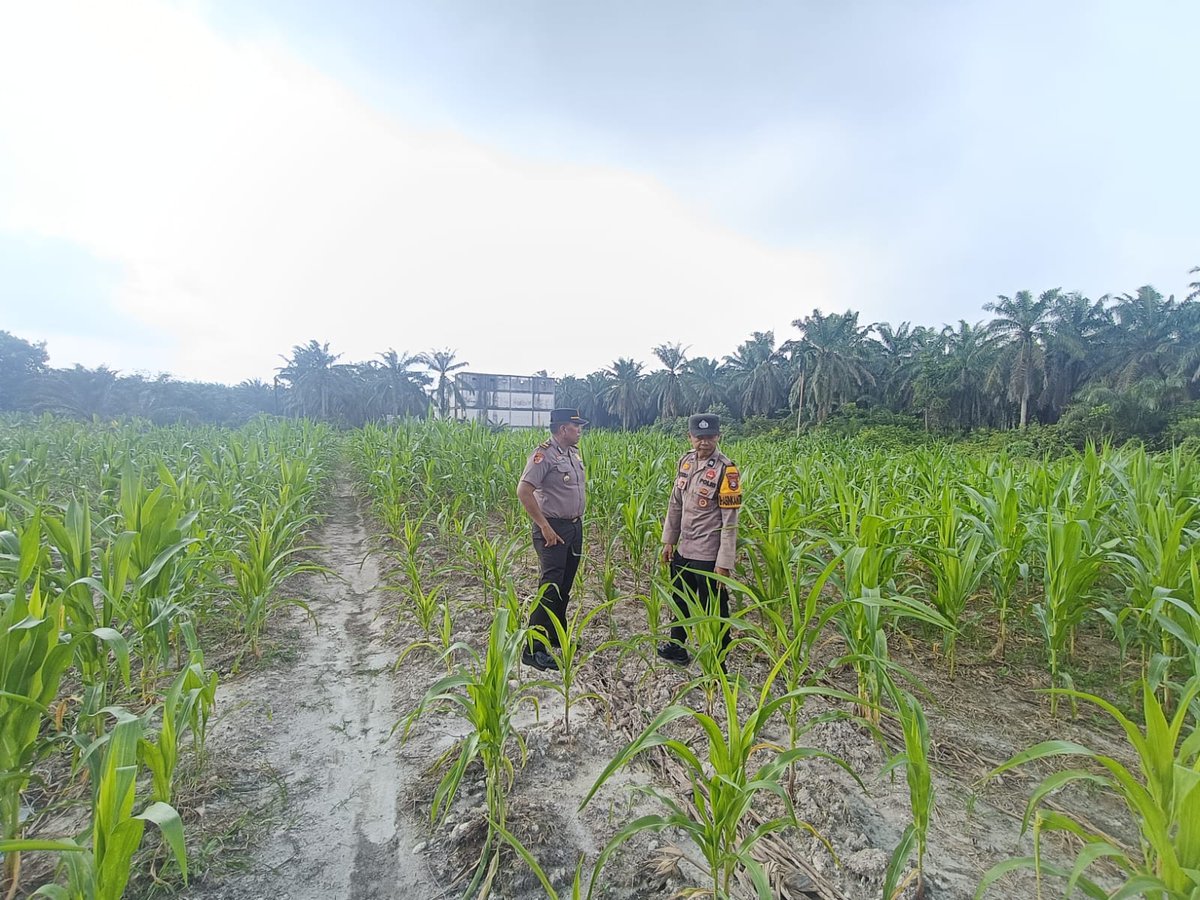 standbay21's tweet photo. Kapolsek bersama Bhabinkamtibmas Kampung RawangKao Aiptu Wandry Polsek Lubuk Dalam Polres Siak Polda Riau Cek kondisi tanaman jagung pipil wujud nyata mendukung Ketahanan Pangan Nasional #ketahananpangan #swasembadapangannasional #bidhumaspoldariau #greenpolicing #humaspolressiak https://t.co/HGugdYSlzp