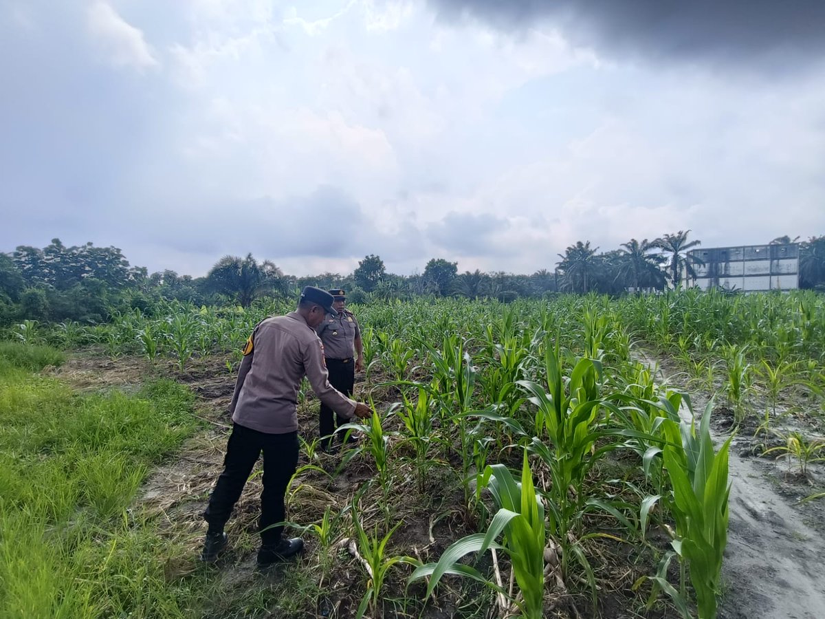 standbay21's tweet photo. Kapolsek bersama Bhabinkamtibmas Kampung RawangKao Aiptu Wandry Polsek Lubuk Dalam Polres Siak Polda Riau Cek kondisi tanaman jagung pipil wujud nyata mendukung Ketahanan Pangan Nasional #ketahananpangan #swasembadapangannasional #bidhumaspoldariau #greenpolicing #humaspolressiak https://t.co/HGugdYSlzp