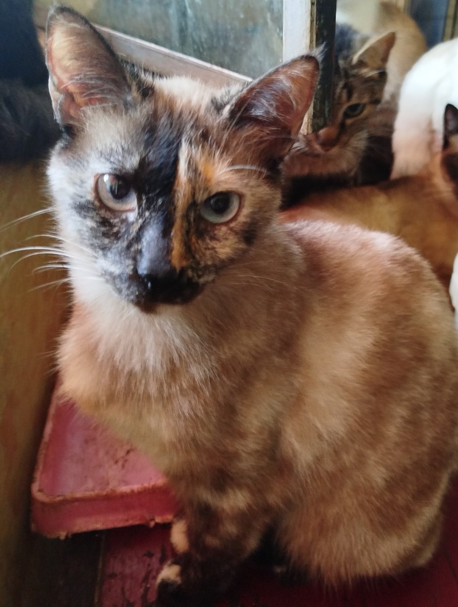viripeludos's tweet photo. Hembra de 2 años aprox. tranquila, cariñosa, esterilizada, adopción responsable Ecatepec inf. 5559304444 https://t.co/3SJ5DCZbaQ